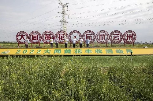 金年会中国大同分公司参加大同市黄花丰收活动月